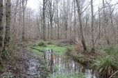 Bois de Nerval